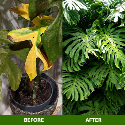 🏆Official Store | 🌺 All-in-one Balanced Nutrition🌺AEXZR® MagicBlooms Slow-Release Plant Fertilizer Spikes