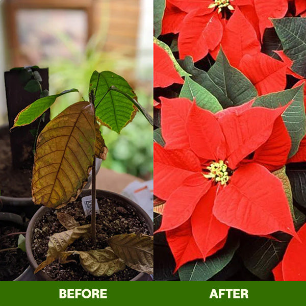 🏆Official Store | 🌺 All-in-one Balanced Nutrition🌺AEXZR® MagicBlooms Slow-Release Plant Fertilizer Spikes